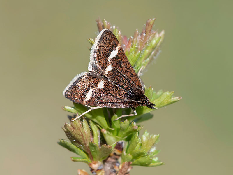 Pyrausta nigrata 
